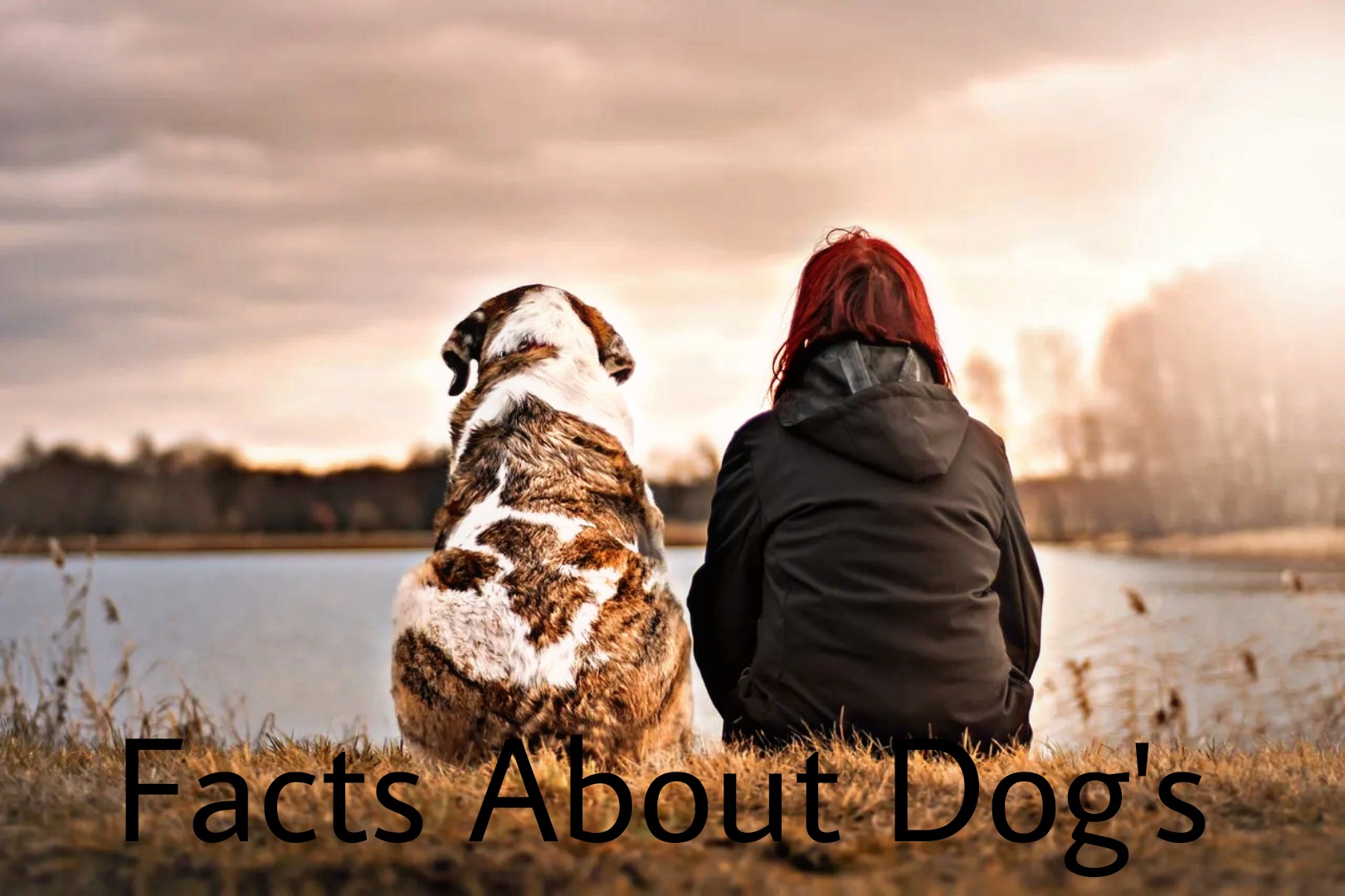 Facts about Dog